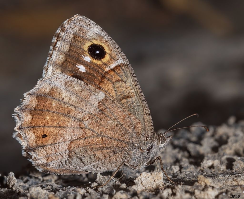 Hipparchia da identificare - Hipparchia (Neohipparchia) statilinus, Nymphalidae